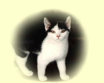 Zimba